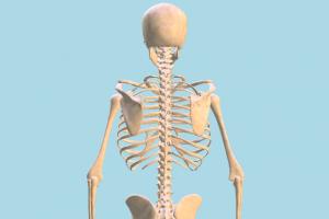 Human Skeleton Human Skeleton-4